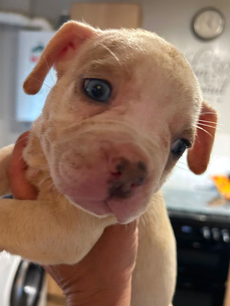 French bulldog x American bulldog pups 