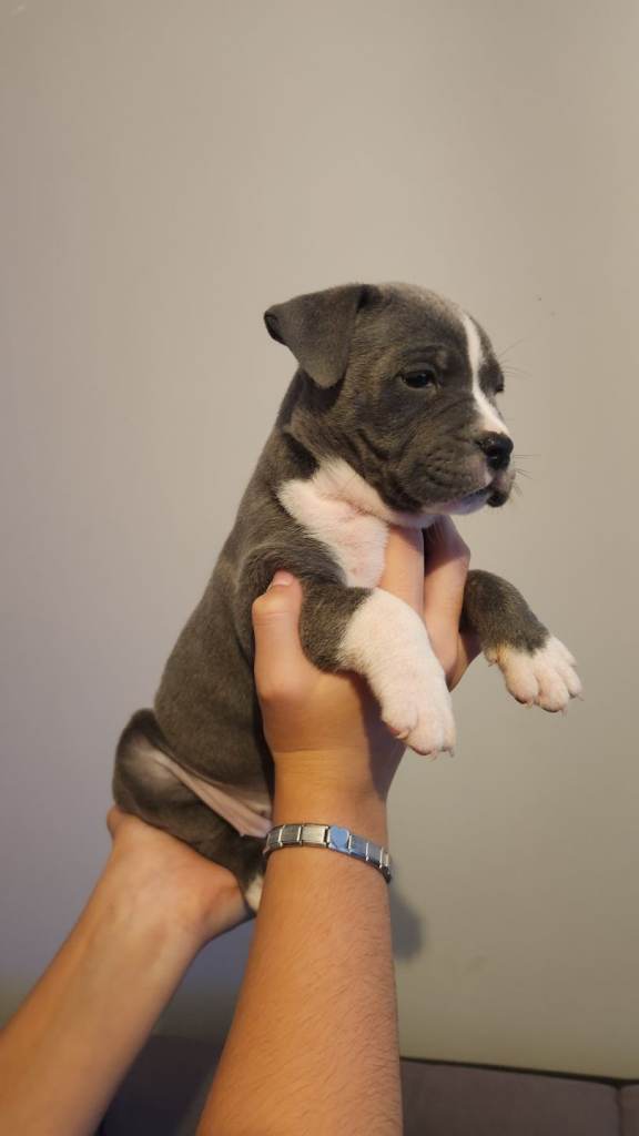 Chunky American Bulldog x English Bulldog x Staffy Puppies 🐾