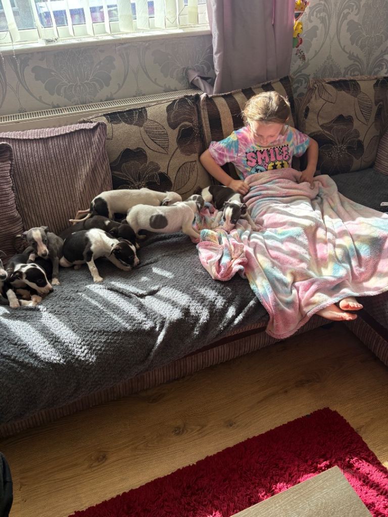 Whippet for sale 
