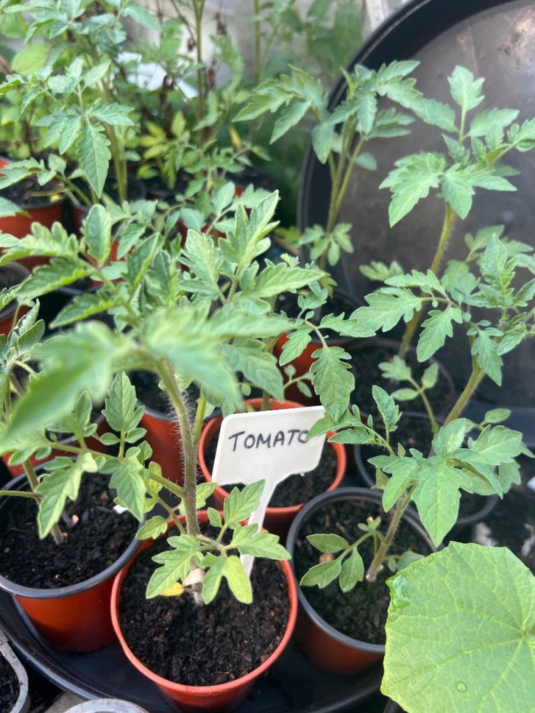 tomato plants  £_1 _ each