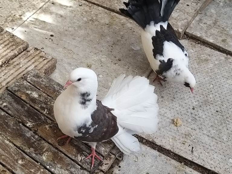 Fantail pigeons for sale 