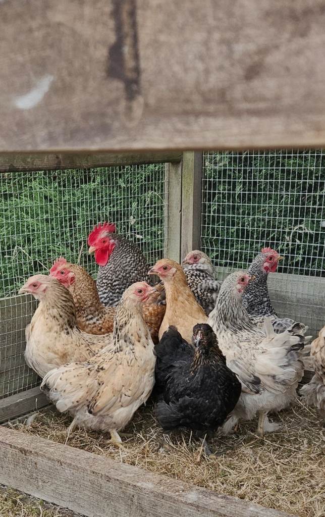 Young Pekin Bantam Chicks, Chickens, Hens, Pullets