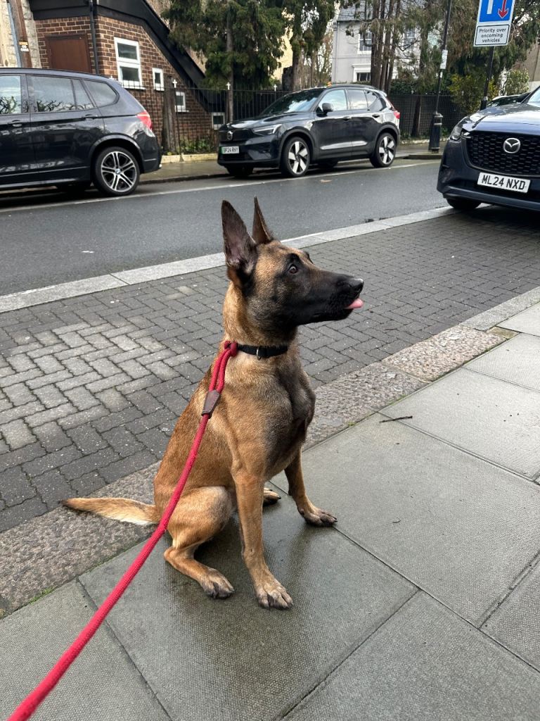 Sweet Belgian Malinois Puppy – Loving Forever Home