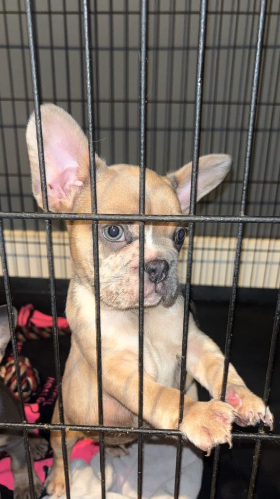 French bulldog pups ready to leave now 