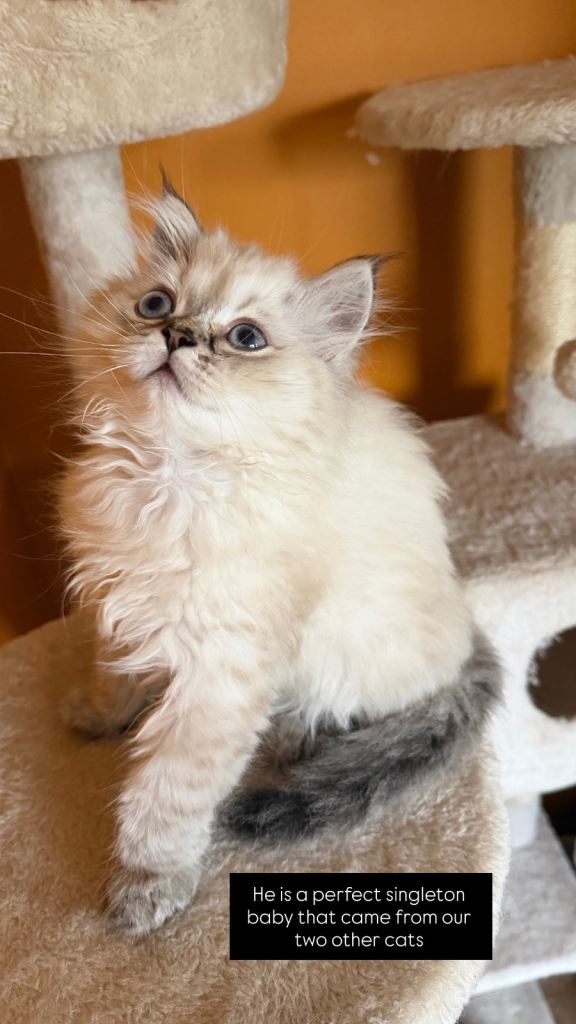 British Longhair kitten 