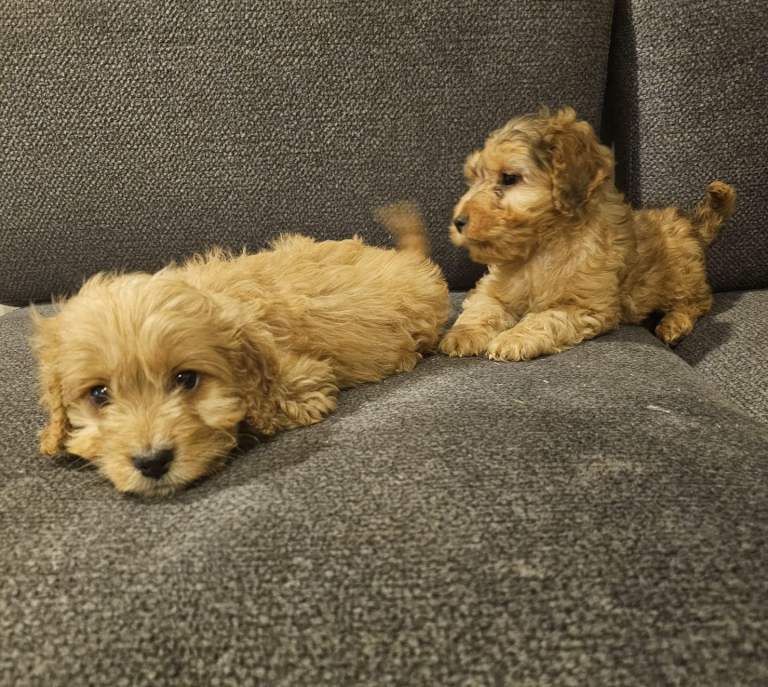 Cockapoo puppies 