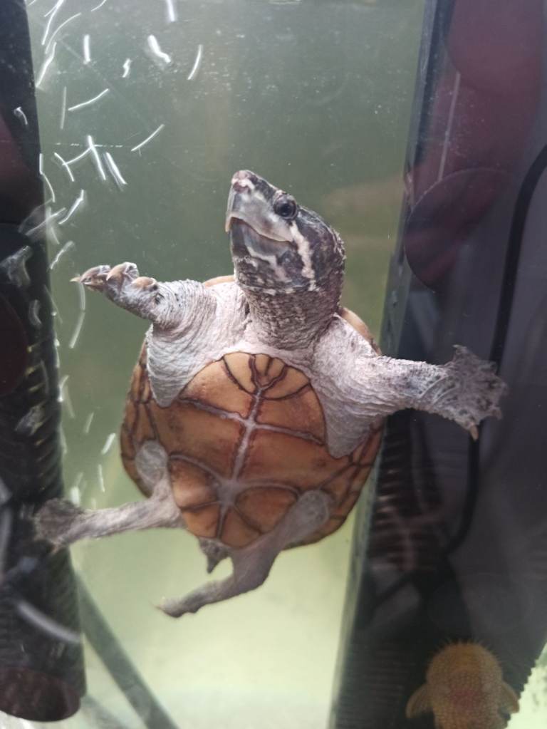 Tropical fishes cichlids