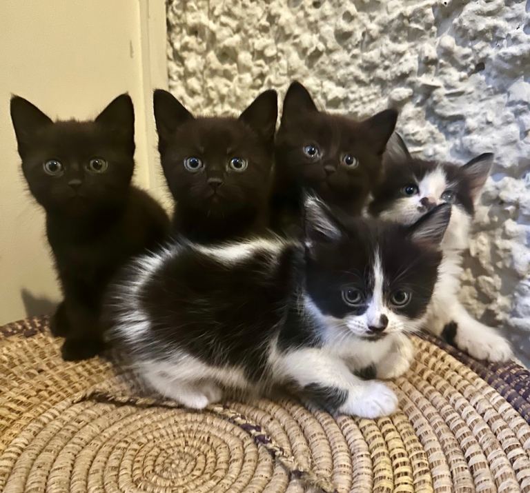🐾 Beautiful Kittens – Ready for Their New Homes 🐾