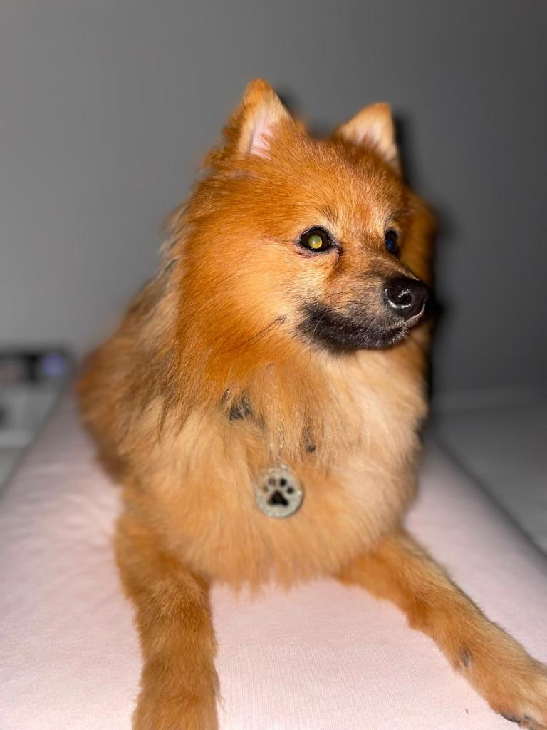 POMERANIAN NEEDS TO BE REHOMED