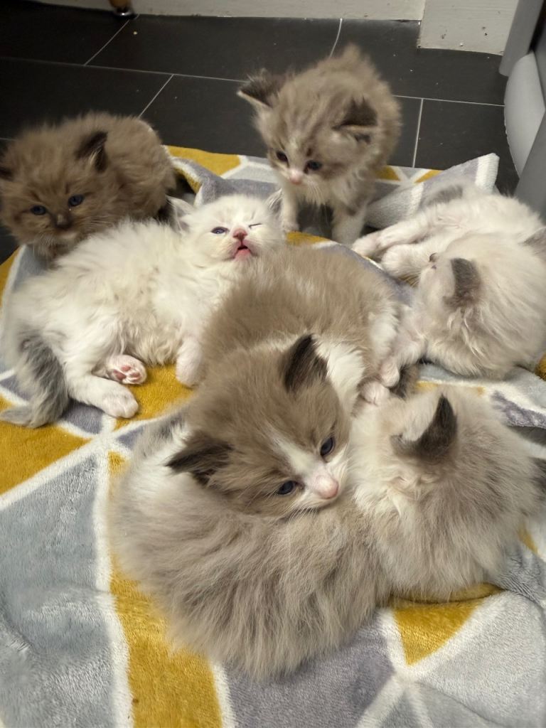 Ragdoll Kittens 