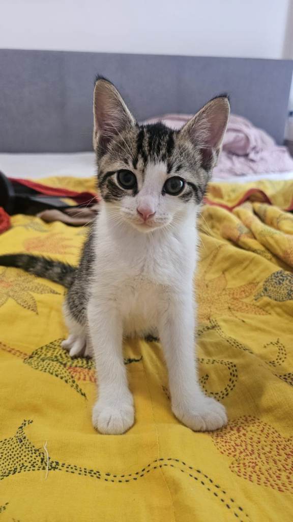 Kittens available