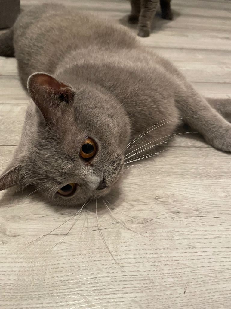 British Shorthair Kittens ONLY 2 BOYS LEFT!!