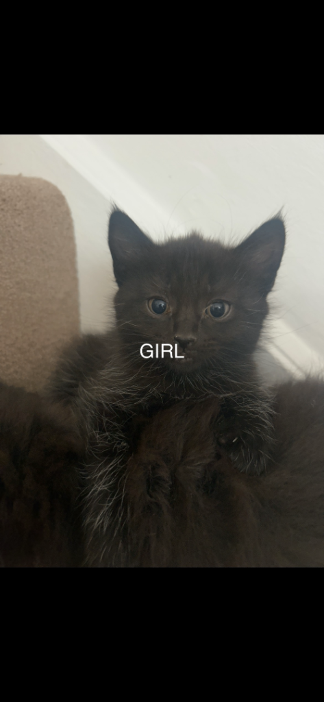Fluffy Bombay cross kittens 