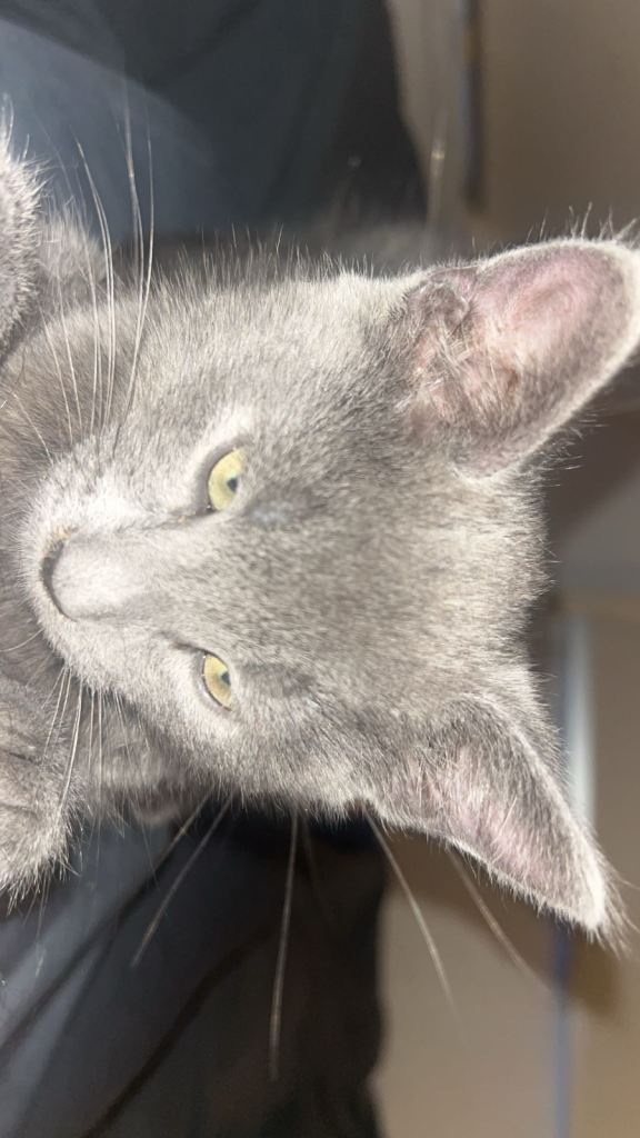 Russian Blue Mix Male - Simba 