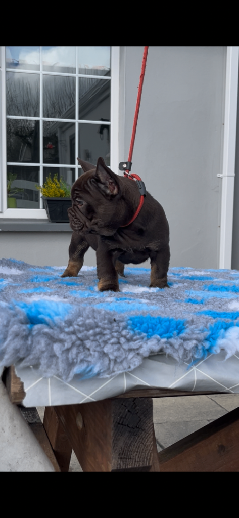 French bulldog puppies ( kc registered French bulldogs )