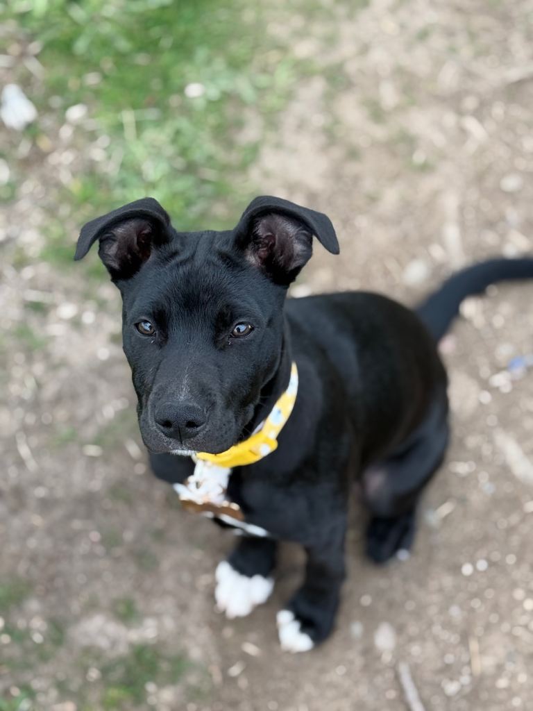 beautiful 7 month staffie x collie - loving home wanted 