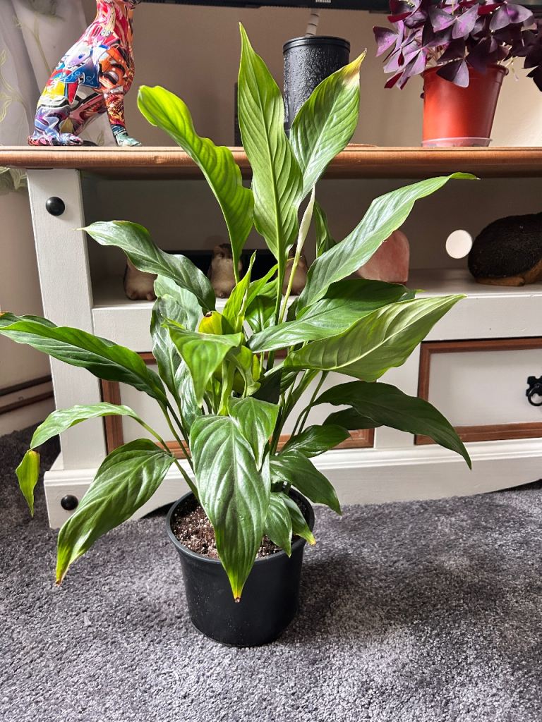 Large Peace Lily 