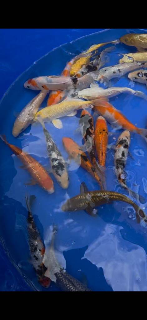 Koi carp - Bedworth 