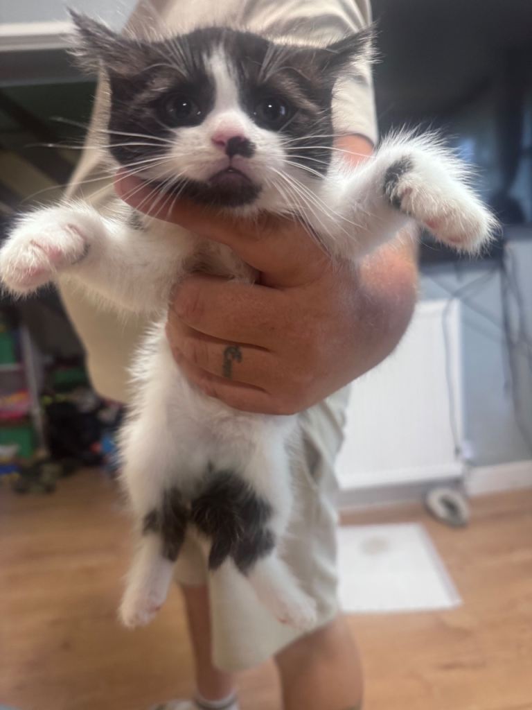 Beautiful Maine coon Cross kittens 