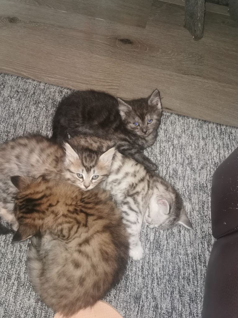 Kittens 