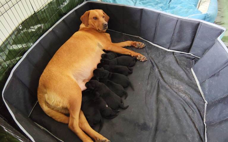 Labrador puppies for sale 