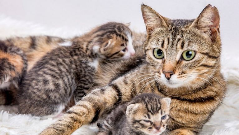 LAST kitten available 