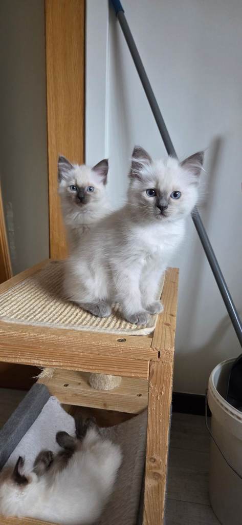 Ragdoll kittens 