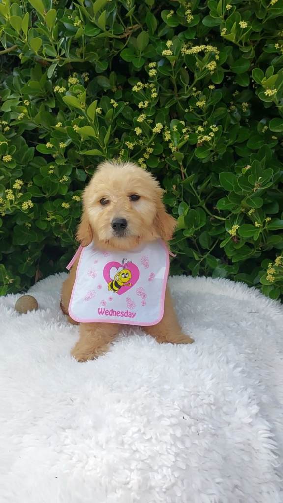 Goldendoodle puppies F1