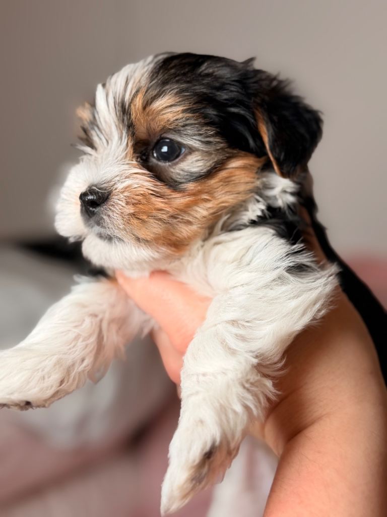 Yorkshire terrier biewer . Beautiful tricolours puppy