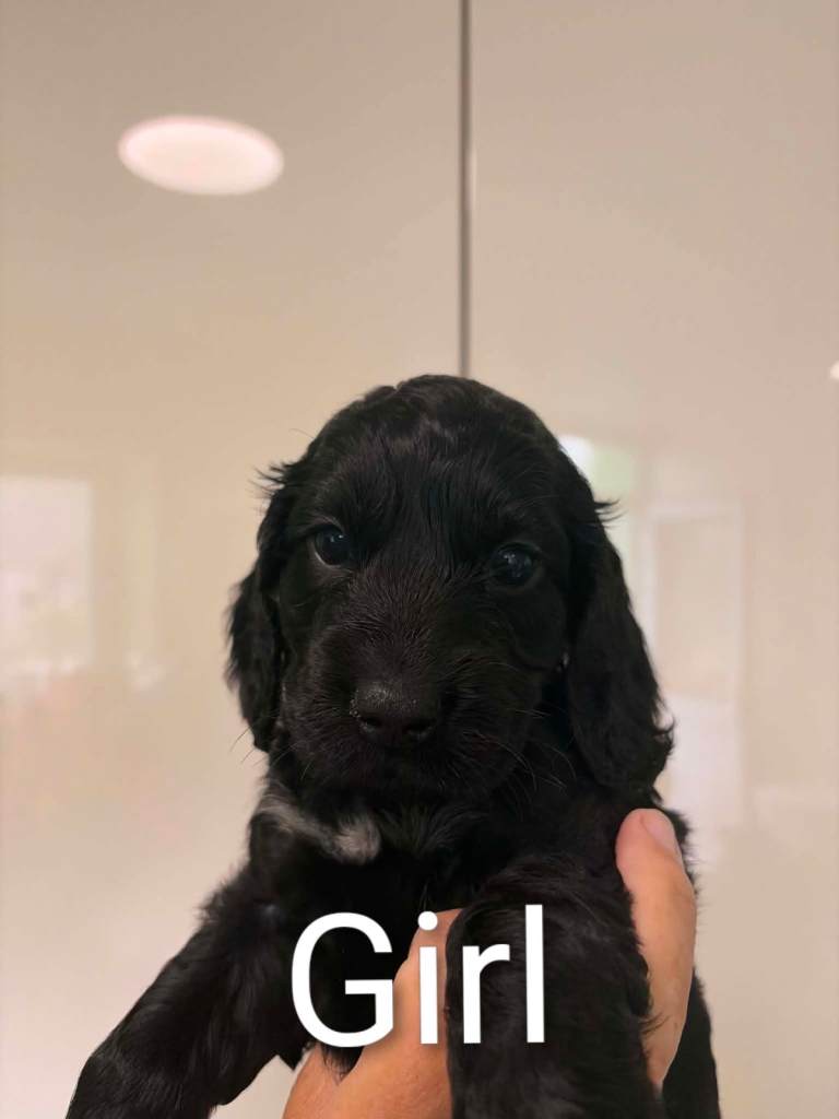Cockerpoo for sale 