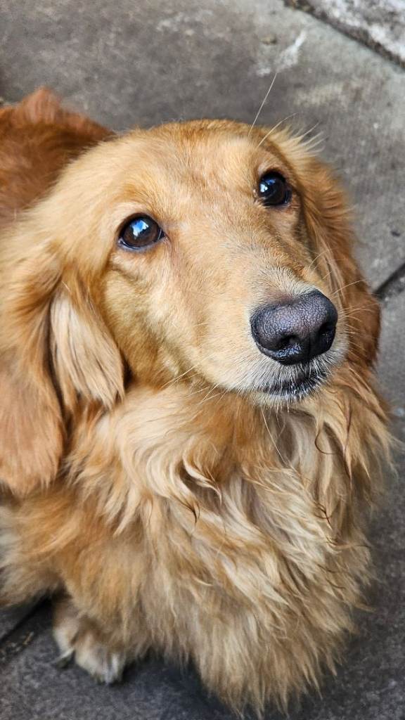 Dachshund mini long haired dog