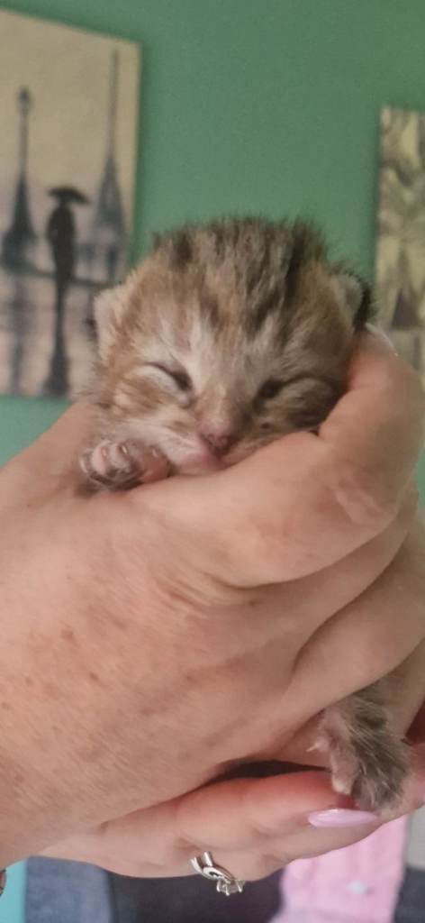 💞 beautiful Bengal Cross Kittens 💞