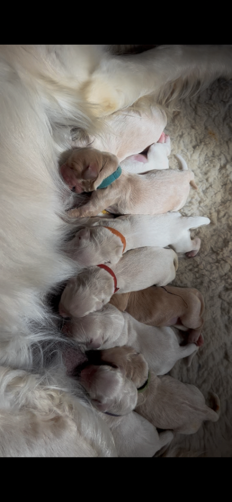 Golden Retriever Puppys 