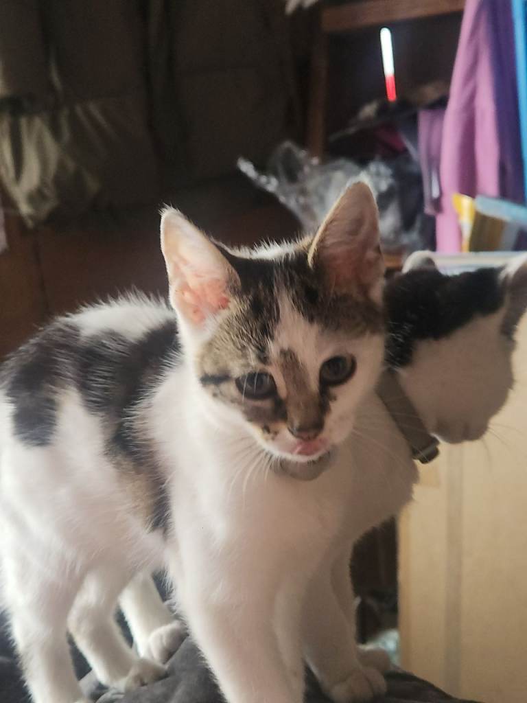 3 female kittens and mother  to good homes 