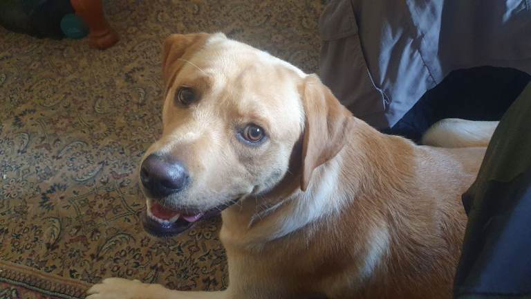 Golden Labrador 27 months old