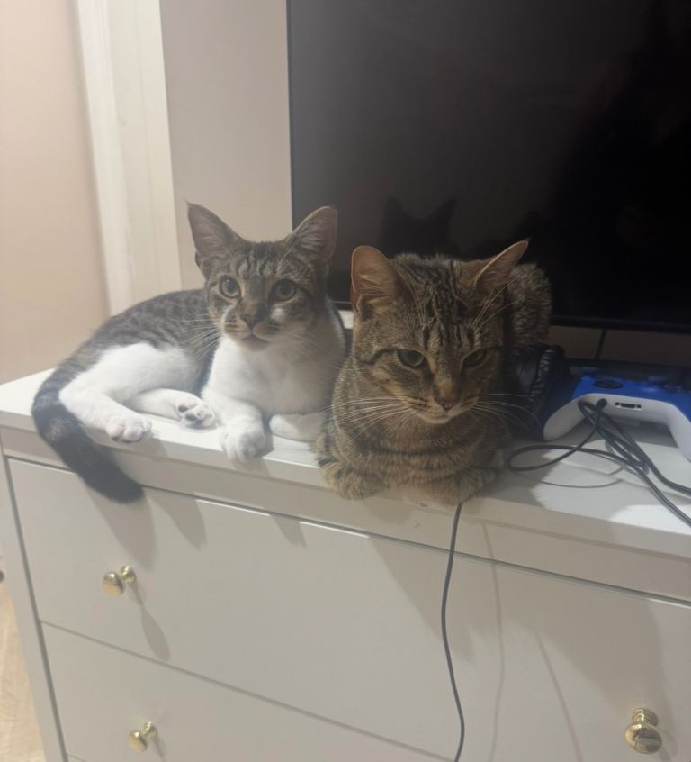 Beautiful tabby cats 