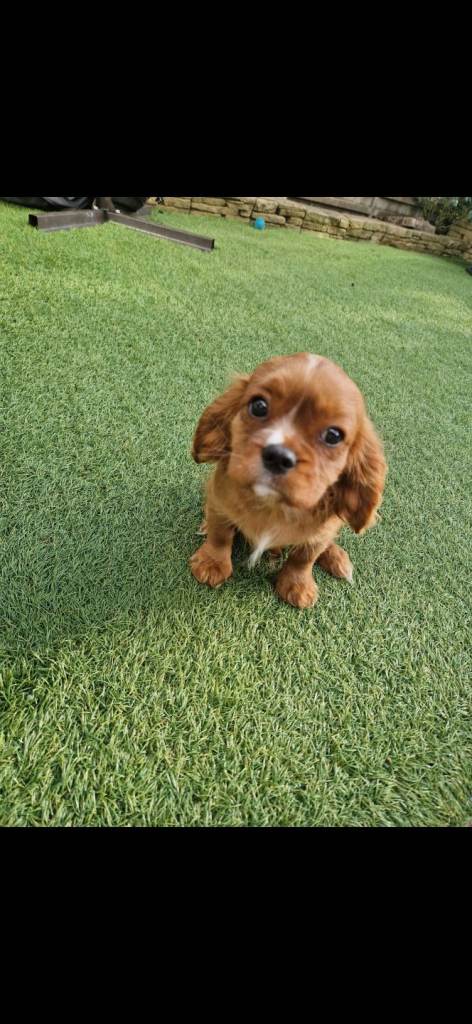  Cavalier king charles Spaniel 