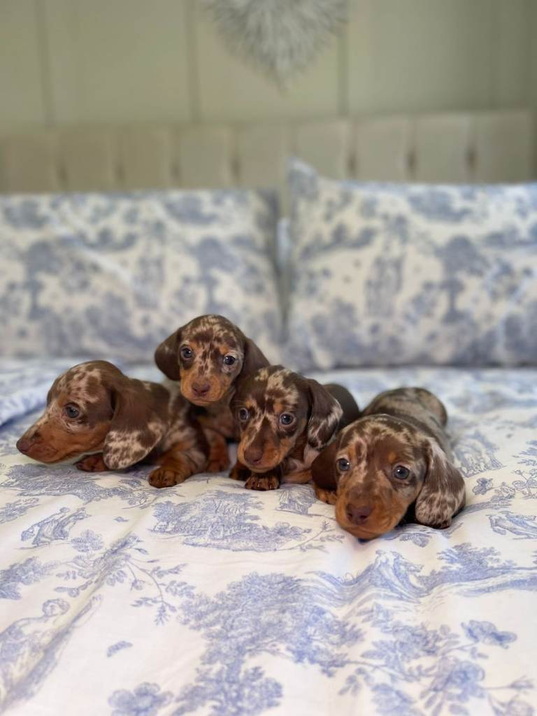 Outstanding Miniature Dachshund puppies PRA clear
