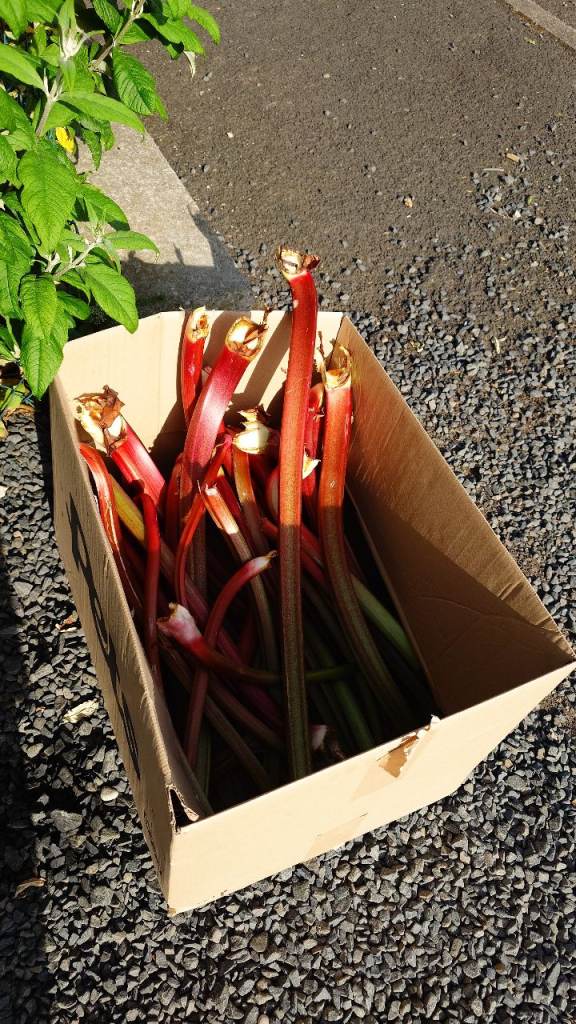 Freshly Picked Rhubarb Stems.