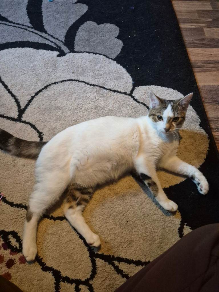 Kitten for sale 