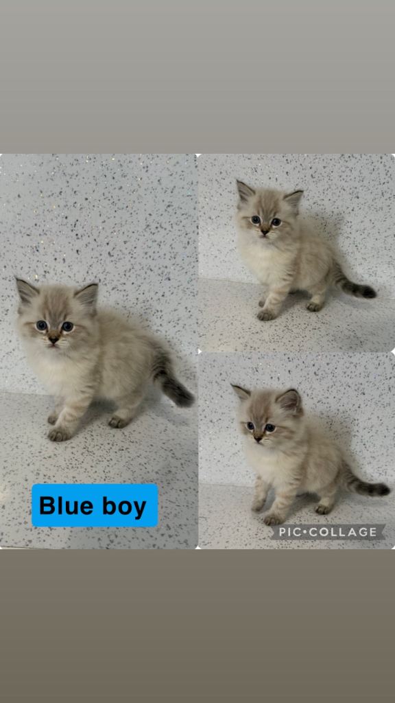 Ragdolls kitten