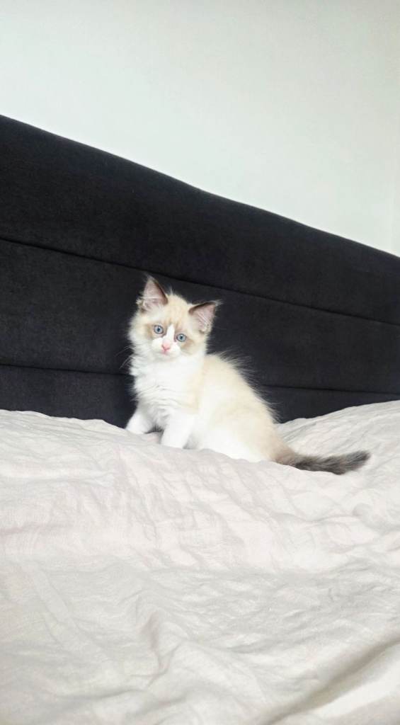 Gorgeous pure Ragdoll girls