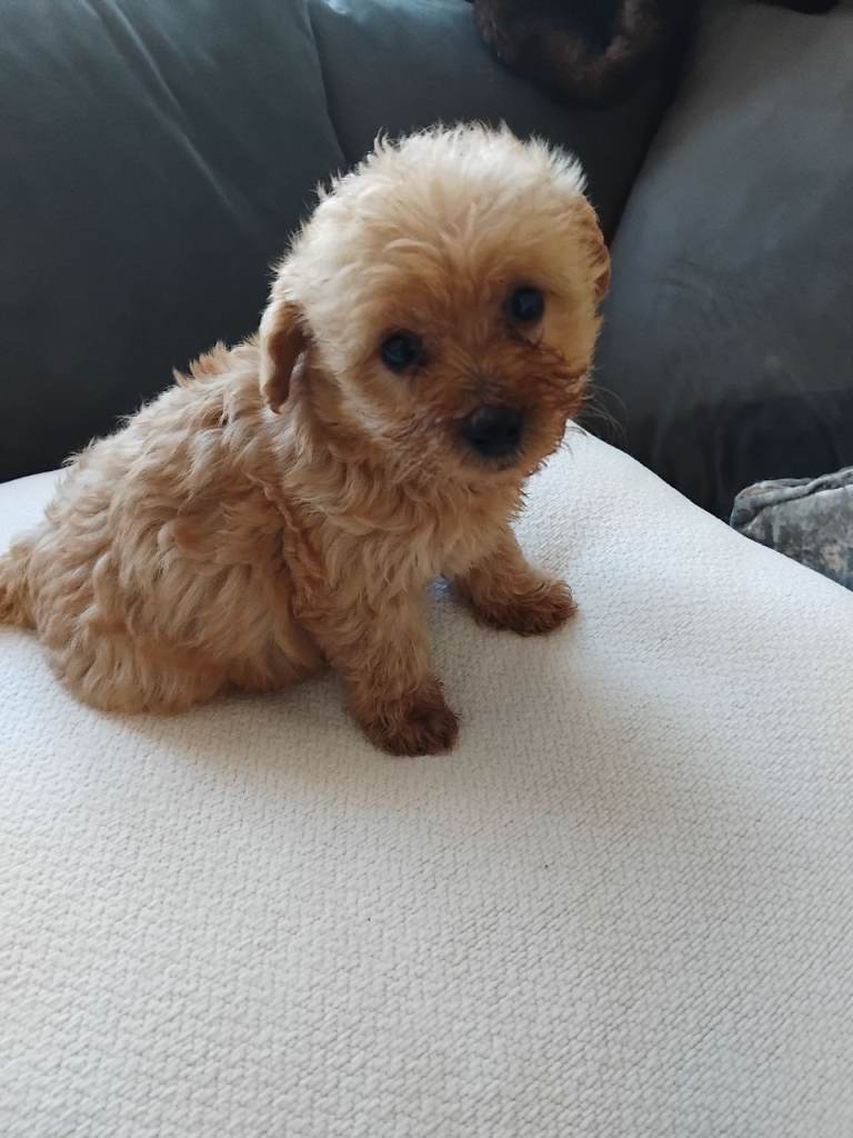 Toy poodle, 