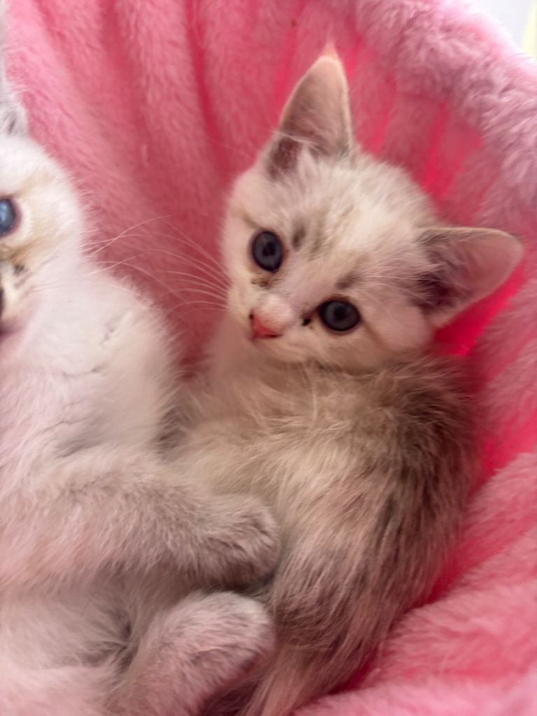 Ragdoll kitten for sale (only 1 left )