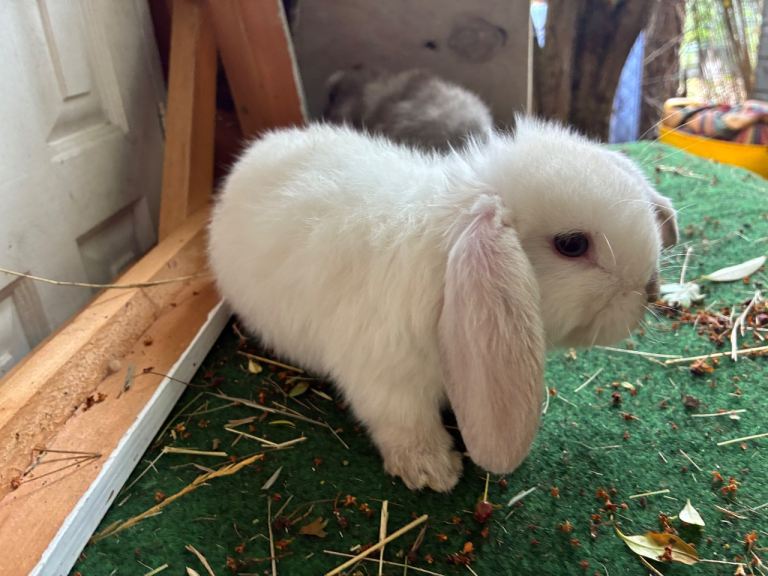 4 beautiful mini lop babies 1 lionlop girl ready now 