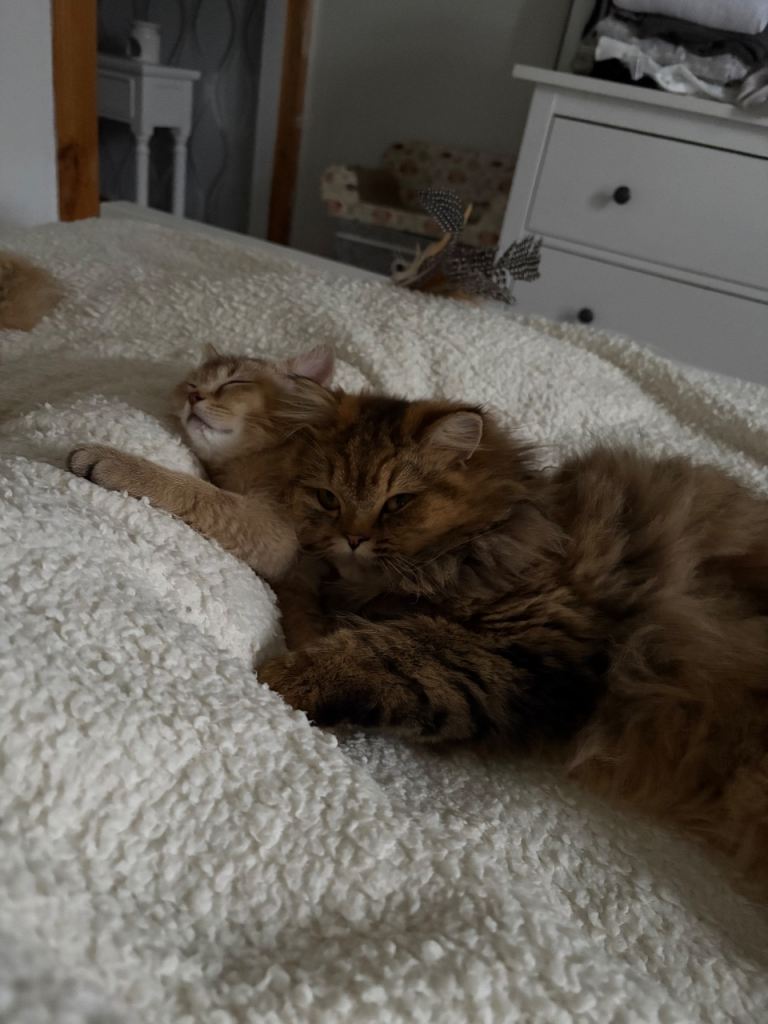 Beautiful Kittens British shorthair and longhair 