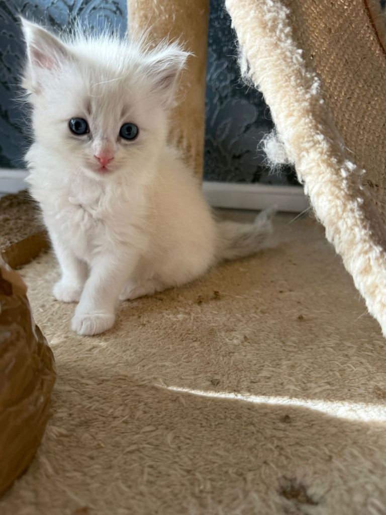 Beautiful Ragdoll Kittens 
