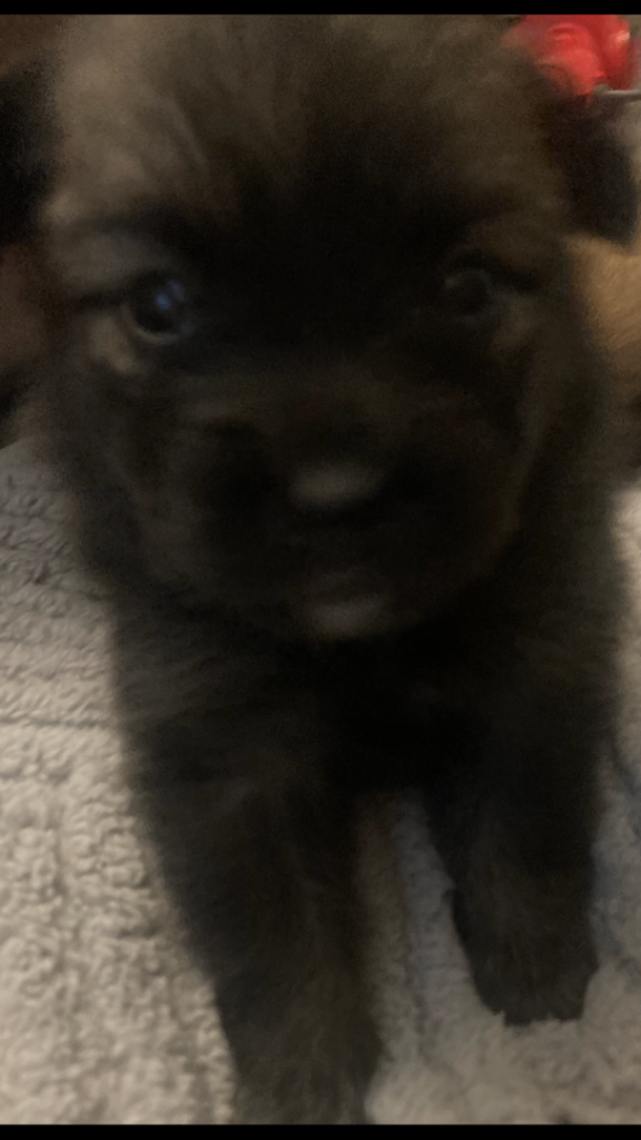 Gorgoeous all male Pomeranian X Chihuahua puppies  