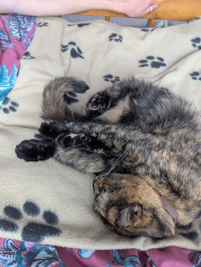 Lovely Family Cat 