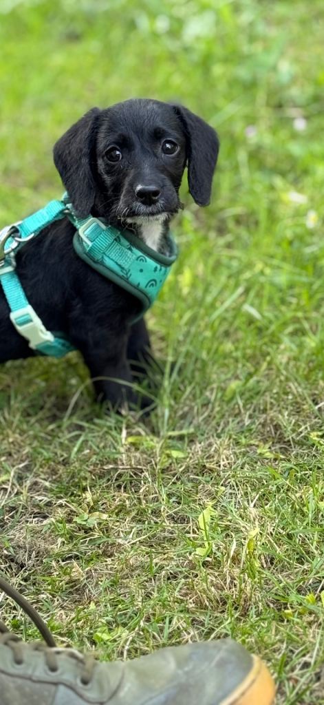 Puppy